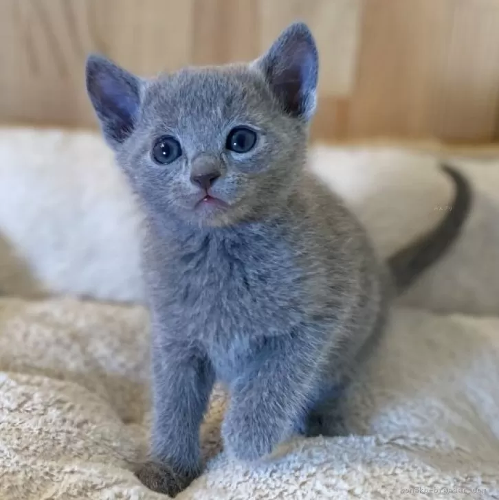 T.K 様のお迎えした子猫