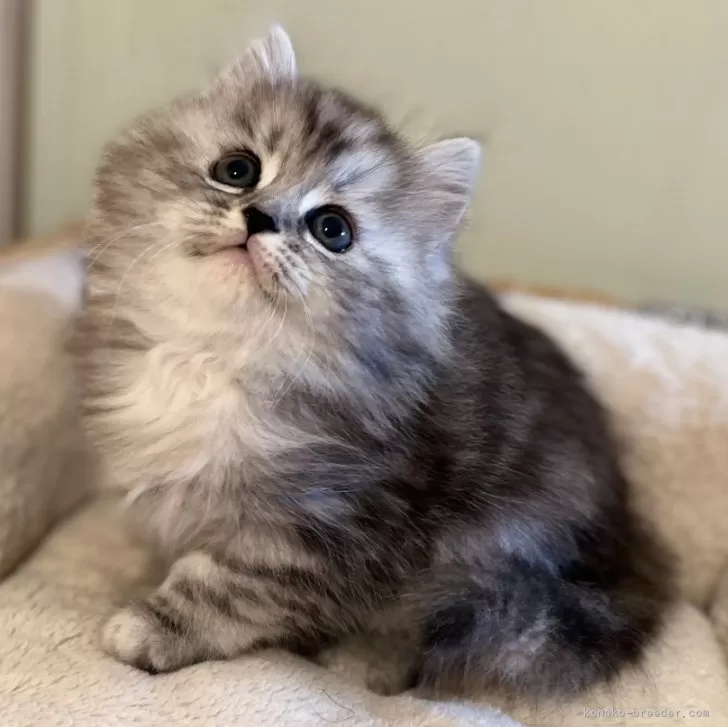 ID：2501-00862の子猫