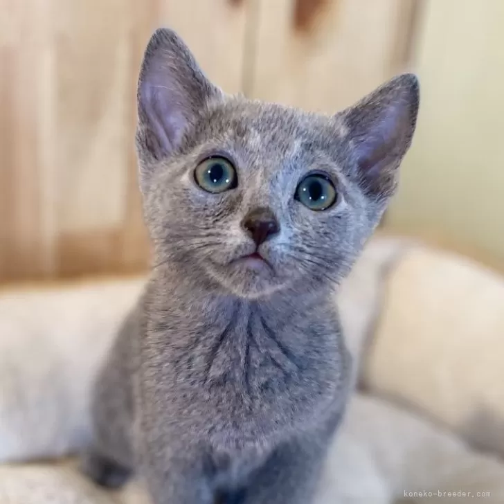 ID:2504-02325の子猫