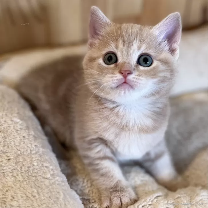 ID:2412-02706の子猫