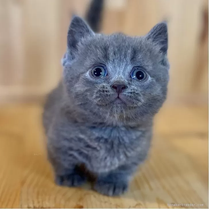 ID:2508-03403の子猫
