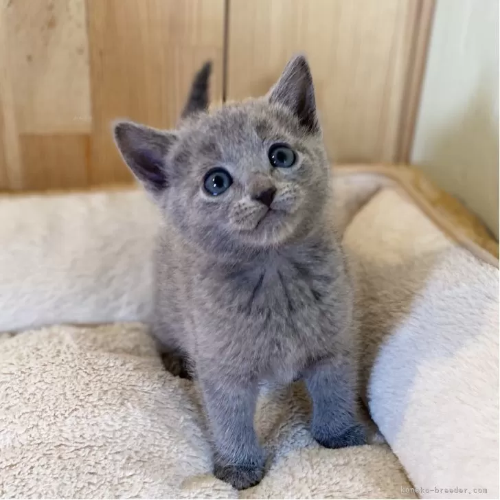 M.A 様のお迎えした子猫