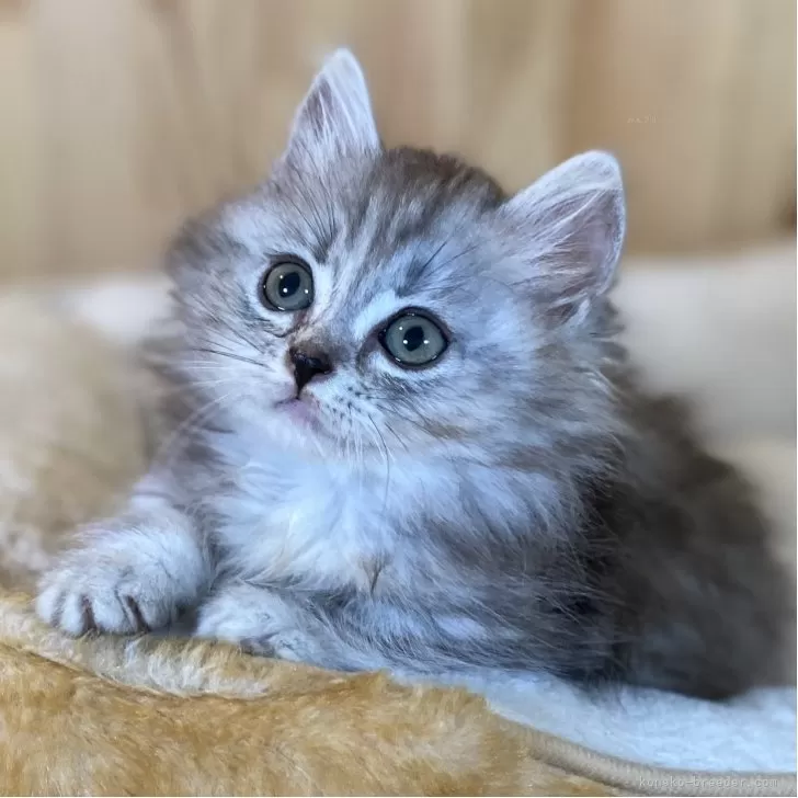 ID：2505-03723の子猫