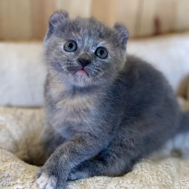 M.M 様のお迎えした子猫