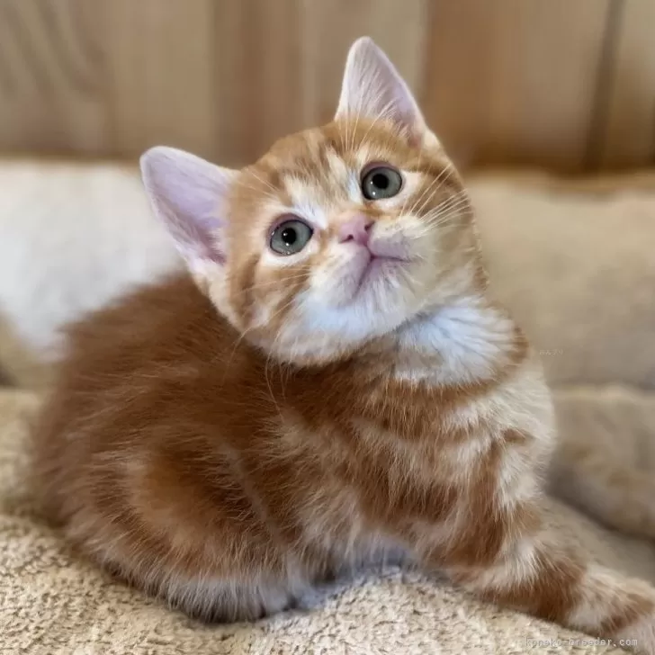 ID：2502-00875の子猫