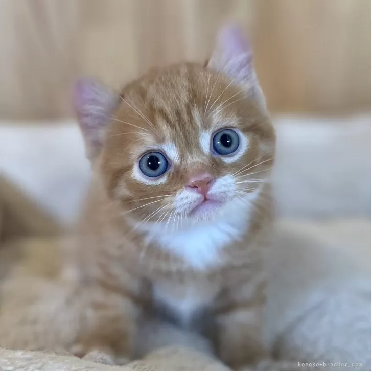 いで 様のお迎えした子猫