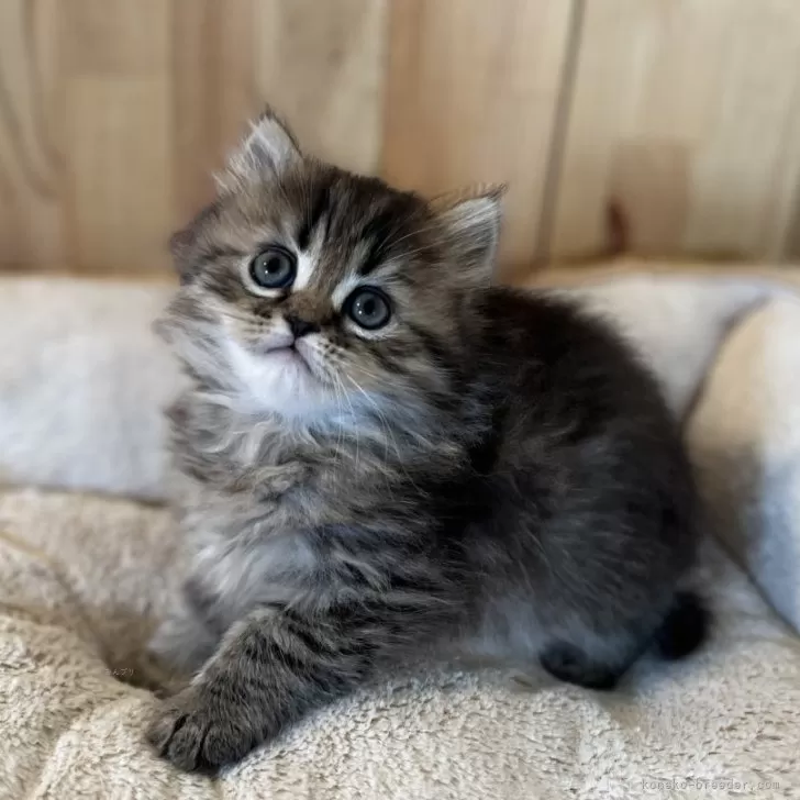 ID:2504-00085の子猫