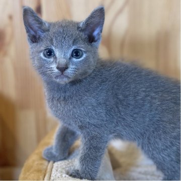ロシアンブルー【長野県・男の子・2025年8月26日・ブルー】の写真「人懐っこい可愛いお顔の男の子✨」