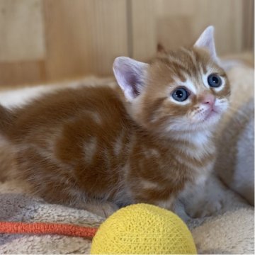 マンチカン(短足)【長野県・男の子・2025年11月15日・レッドタビー】の写真「まんまるお顔のとっても可愛い短足くん✨」