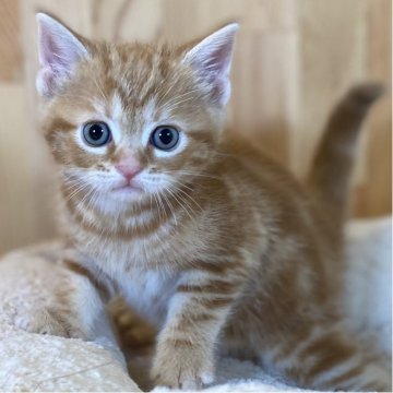 マンチカン(長足)【長野県・男の子・2025年6月3日・レッドタビー】の写真「お顔の可愛いわんぱくっ子✨」