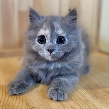 ミヌエット(長足)【長野県・女の子・2025年10月20日・ブルー&クリーム（中毛）】の写真「特徴的な毛色✨とっても元気な女の子💕」