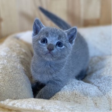 ロシアンブルー【長野県・女の子・2025年10月11日・ブルー】の写真「お顔のとっても可愛い女の子💕」