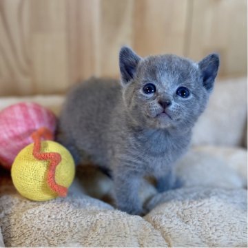 ロシアンブルー【長野県・女の子・2025年10月28日・ブルー】の写真「とっても可愛いお顔の女の子💕」