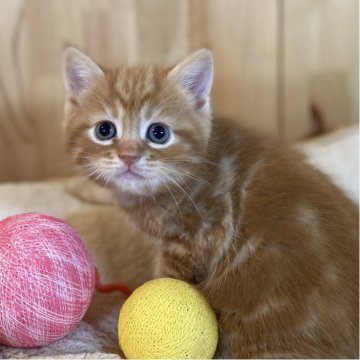 スコティッシュストレート【長野県・男の子・2025年10月27日・レッドタビー】の写真「模様が綺麗なとっても可愛い男の子🐱」