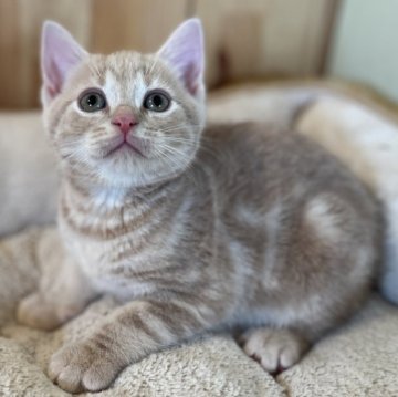 マンチカン(長足)【長野県・男の子・2024年12月22日・クリームタビー】の写真「毛色が綺麗なお顔の可愛い男の子！」