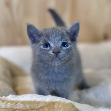 ロシアンブルー【長野県・男の子・2025年8月26日・ブルー】の写真「人懐っこい可愛いお顔の男の子🐱」