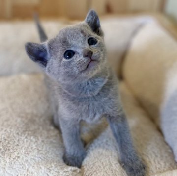 ロシアンブルー【長野県・女の子・2025年2月2日・ブルー】の写真「まだまだ赤ちゃん👶よちよち可愛い💕」