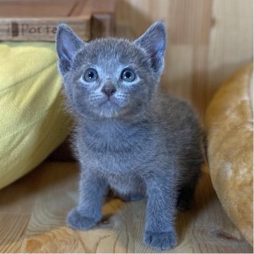 ロシアンブルー【長野県・男の子・2025年6月6日・ブルー】の写真「わんぱくでとっても可愛い男の子🐱」