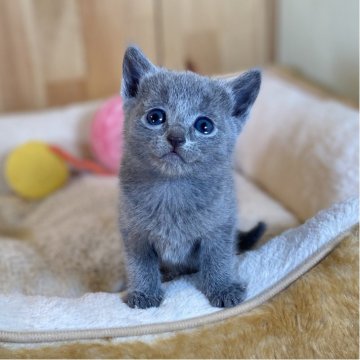 ロシアンブルー【長野県・女の子・2025年12月9日・ブルー】の写真「とっても可愛いお顔の元気な女の子💕」
