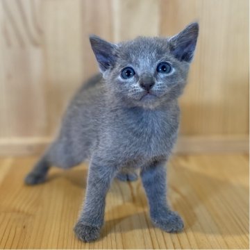 ロシアンブルー【長野県・女の子・2025年8月26日・ブルー】の写真「お顔のキュートな人懐っこい女の子💕」
