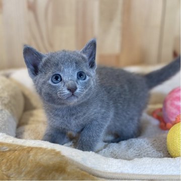 ロシアンブルー【長野県・女の子・2025年10月28日・ブルー】の写真「可愛いお顔のとっても元気な女の子💕」