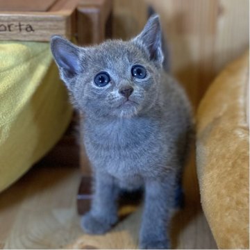 ロシアンブルー【長野県・男の子・2025年7月12日・ブルー】の写真「お顔の可愛い人懐っこい男の子🐱」