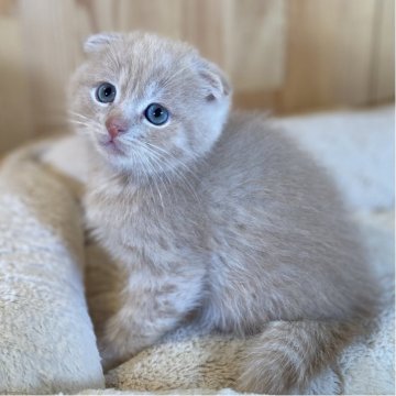 スコティッシュフォールド(折れ耳)【長野県・男の子・2025年9月19日・クリームタビー】の写真「お顔がまんまる綺麗な毛色の男の子✨」