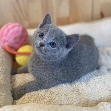 ロシアンブルー【長野県・女の子・2025年10月28日・ブルー】の写真「とってもお顔の可愛い美人ちゃん💕」