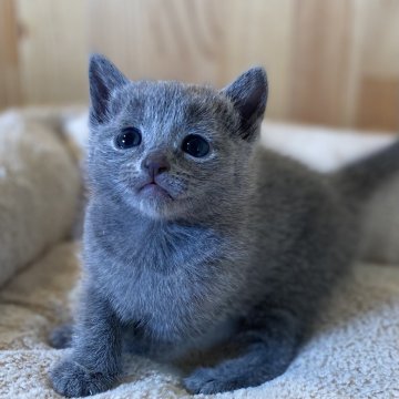ロシアンブルー【長野県・女の子・2025年4月21日・ブルー】の写真「5人兄弟のよちよち赤ちゃん✨」