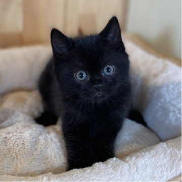 マンチカン(長足)【長野県・男の子・2025年9月26日・ブラック】の写真「お顔のとっても可愛い男の子🐱」