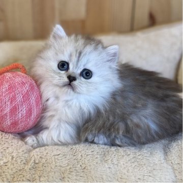 ミヌエット(短足)【長野県・女の子・2025年12月22日・シルバーパッチドタビー】の写真「もふもふでとっても可愛い短足ちゃん💕」