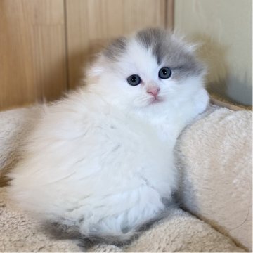 スコティッシュフォールド(折れ耳)【長野県・女の子・2025年10月7日・ブルー&ホワイト】の写真「お顔がまんまるでとってもキュートな女の子💕」