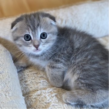 スコティッシュフォールド(折れ耳)【長野県・女の子・2025年9月19日・ブルータビー】の写真「お顔がまんまるとっても可愛い女の子💕」