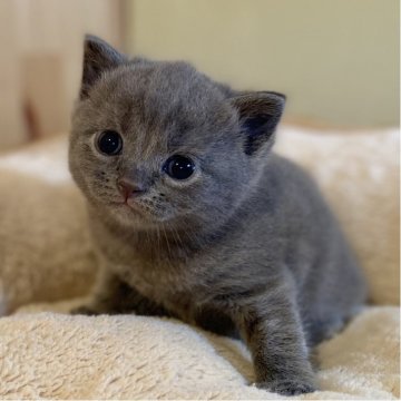 マンチカン(長足)【長野県・男の子・2025年9月26日・ブルータビー】の写真「とっても可愛い綺麗な毛色の男の子✨」