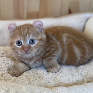 キンカロー【長野県・女の子・2025年9月10日・レッドタビー】の写真「お耳カールで短足な可愛い女の子💕」