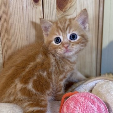 スコティッシュストレート【長野県・男の子・2025年10月27日・レッドタビー】の写真「とっても人懐っこい可愛い男の子🐱」