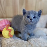 ロシアンブルー