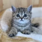 ミヌエット(長足)