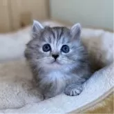 ミヌエット(短足)
