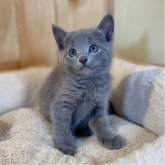 ロシアンブルー