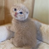 スコティッシュフォールド(折れ耳)