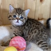 スコティッシュストレート