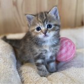 スコティッシュストレート