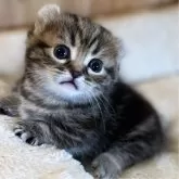 キンカロー【長野県・男の子・2024年11月24日・ブラウンタビー】の写真1