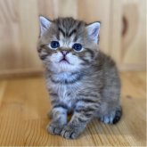 スコティッシュストレート