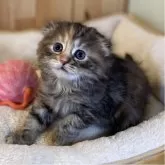 スコティッシュフォールド(折れ耳)