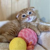 スコティッシュフォールド(折れ耳)