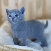 ロシアンブルー