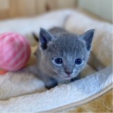 ロシアンブルー