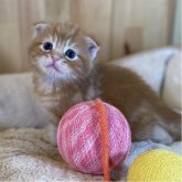 スコティッシュフォールド(折れ耳)